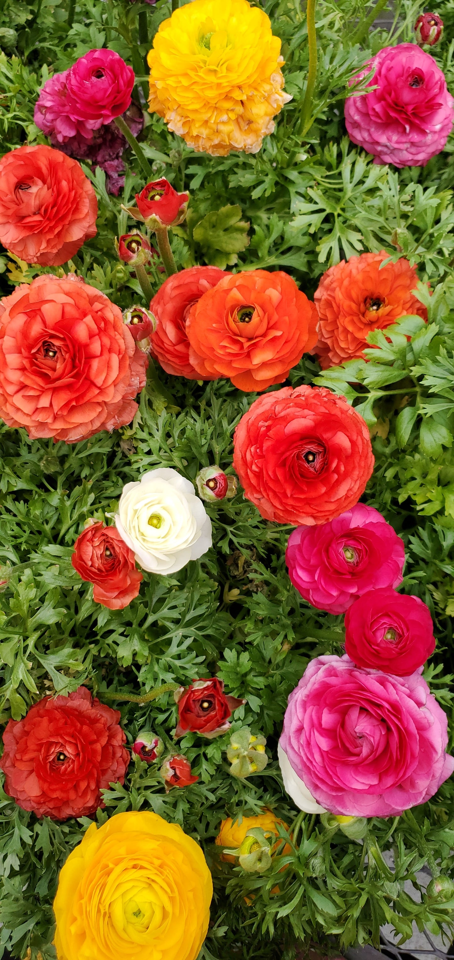 Ranunculus Corms Sale- Ships in Fall. (Packs of 20)