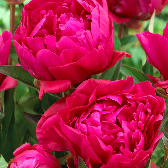 Peony Root Pre-Sale- Late October 2024 Pick Up or Shipping