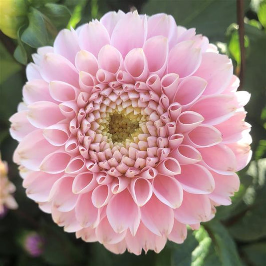 Wizard of Oz Dahlia Tuber- Ball Type